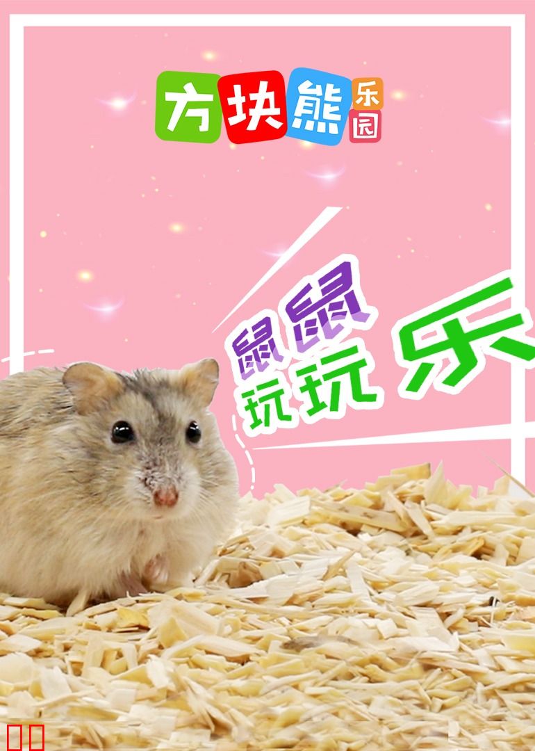 方块熊鼠仔玩玩乐