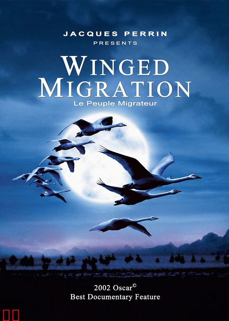 迁徙的鸟